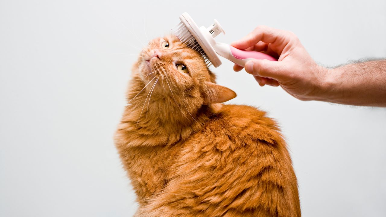 A Guide to Pet Grooming at Home Tips and Tricks Furry Lands