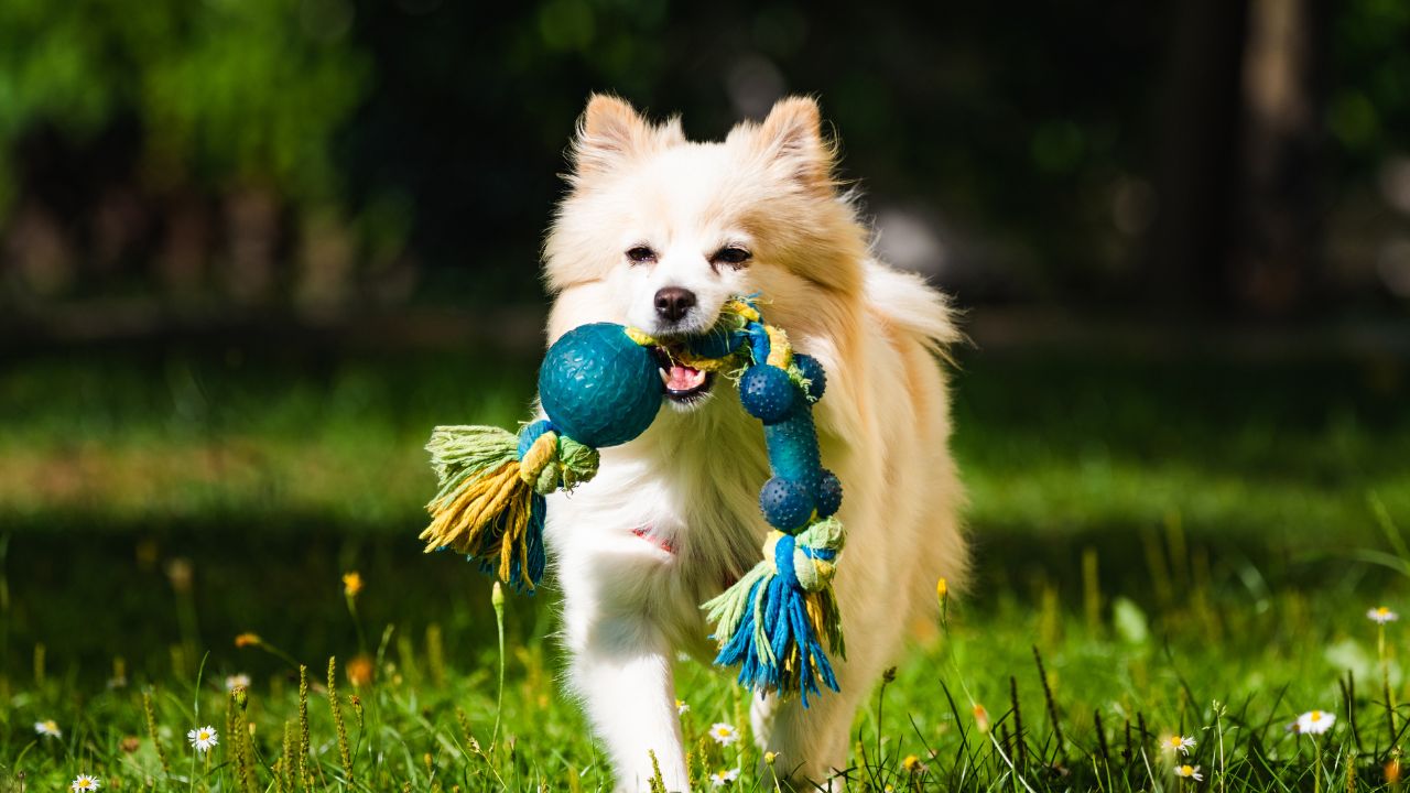 How to Choose the Right Toys for Your Pets Furry Lands