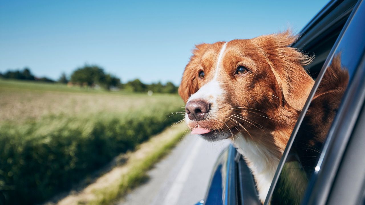 How to Travel Safely with Your Pets Furry Lands